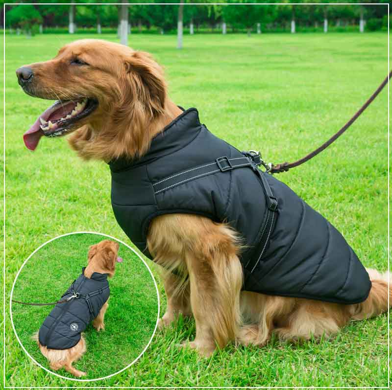 Winter Dog Jacket with Harness | Bowlift