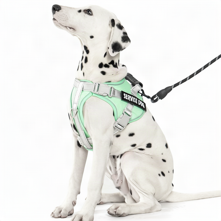 Dog harness made of polyester with leash, multiple sizes