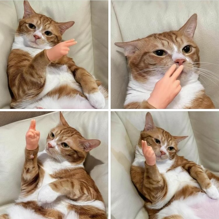 BowLift | CatPal Instant Cat Engagement