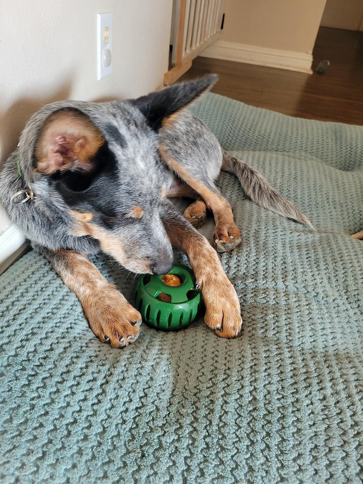 Treat-Licking Ball for Dogs | Durable, Reusable, Summer Fun | Bowlift