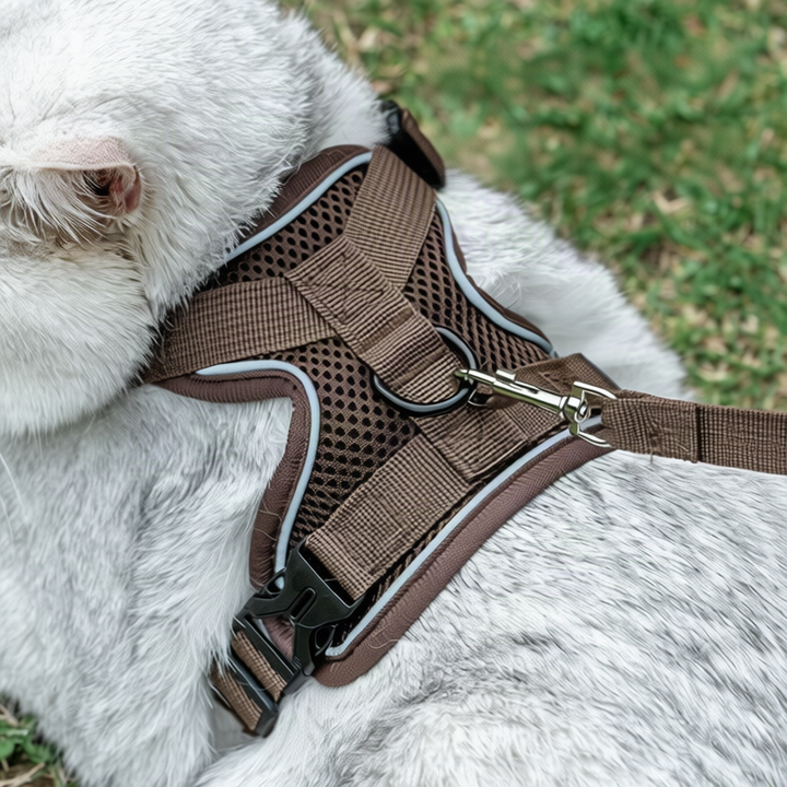 Padded dog harness with leash
