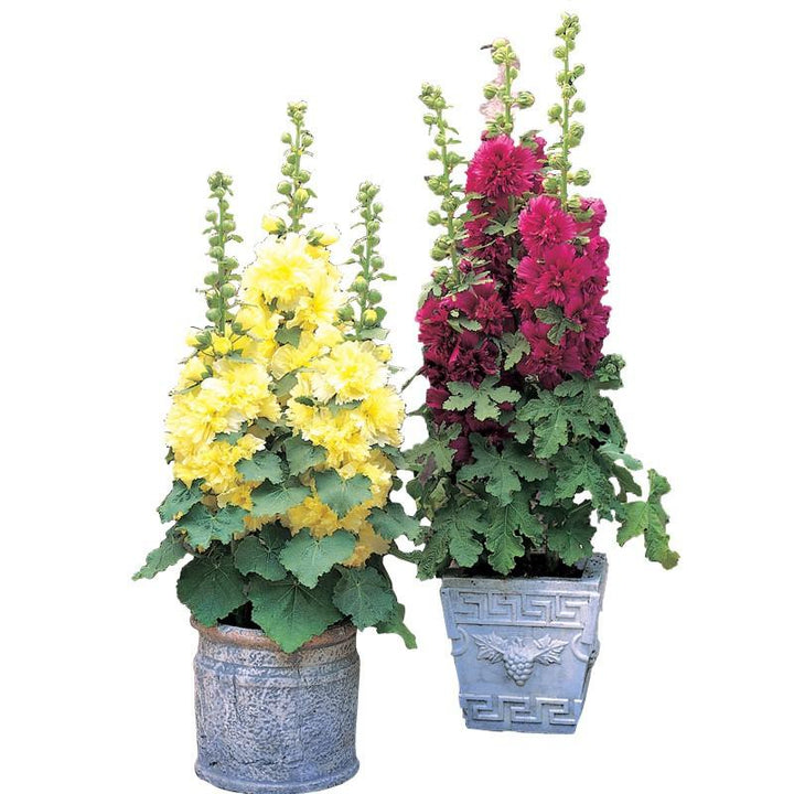 Hollyhock seeds, double, multicolored