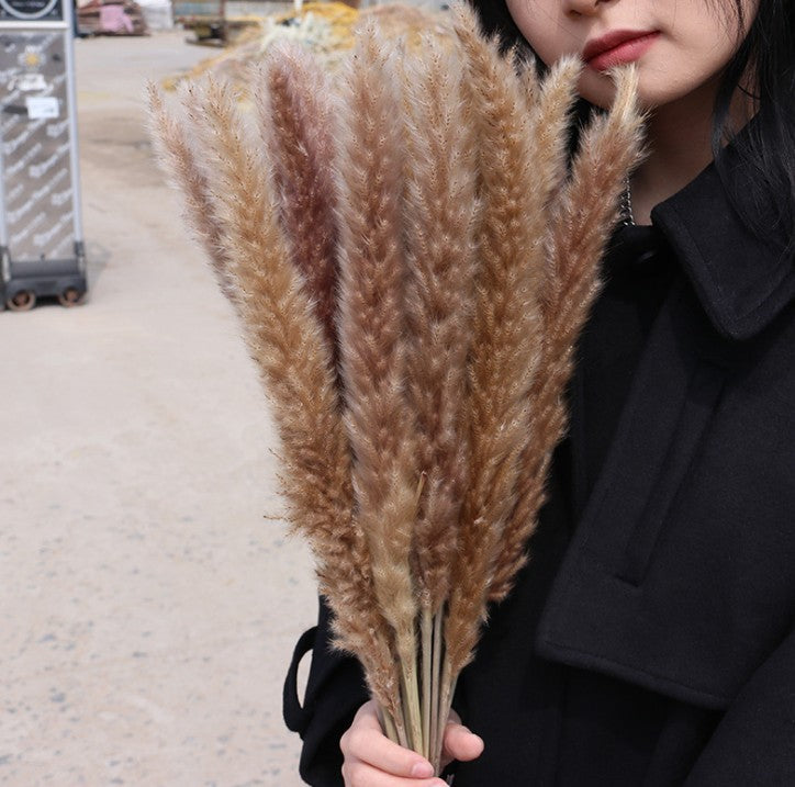 Bleached pampas grass, 145 cm, 10 pieces