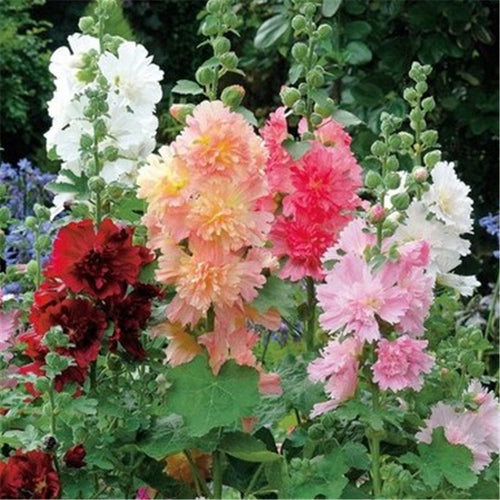 Hollyhock seeds, double, various colors