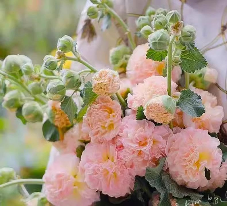 Hollyhock seeds, double, various colors