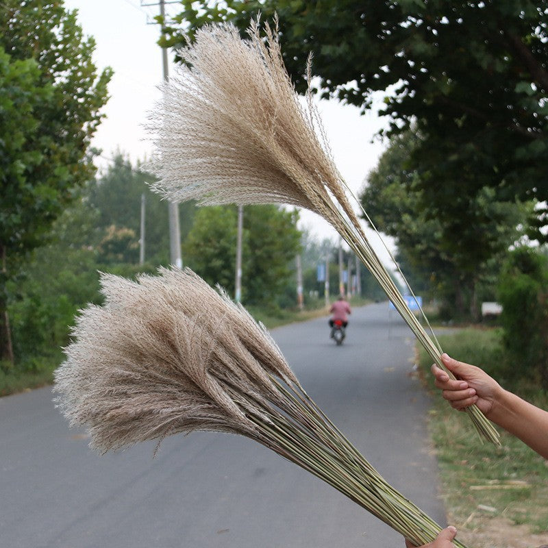 Bleached pampas grass, 145 cm, 10 pieces