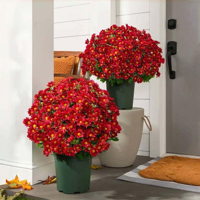 BowLift | AutumnBlaze — Your worry-free garden hit with colors that enchant every autumn!