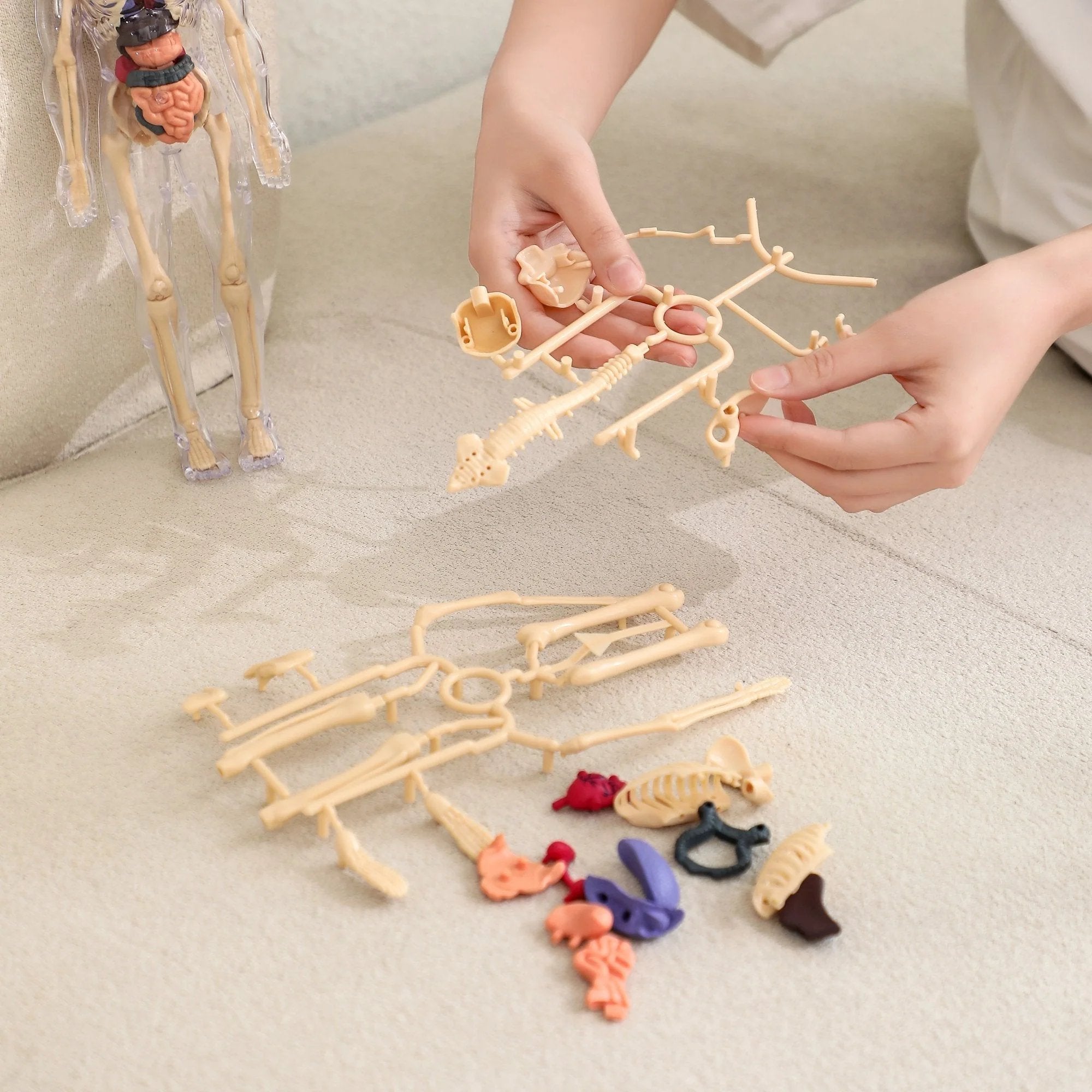 BowLift | Clear Human Body Structure Model