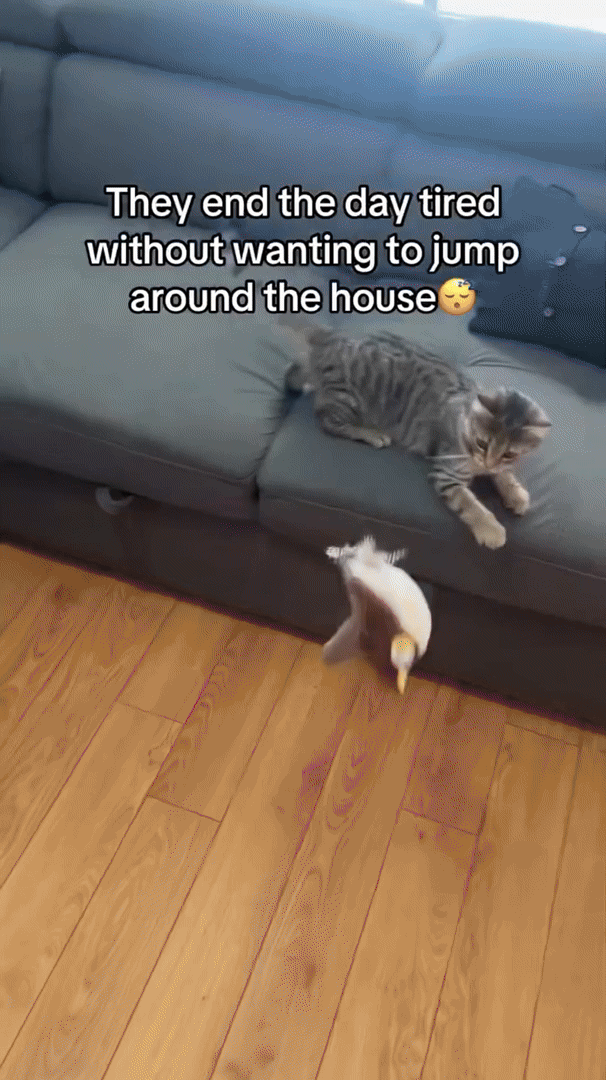 BowLift | JagdTraum Interactive Cat Toy