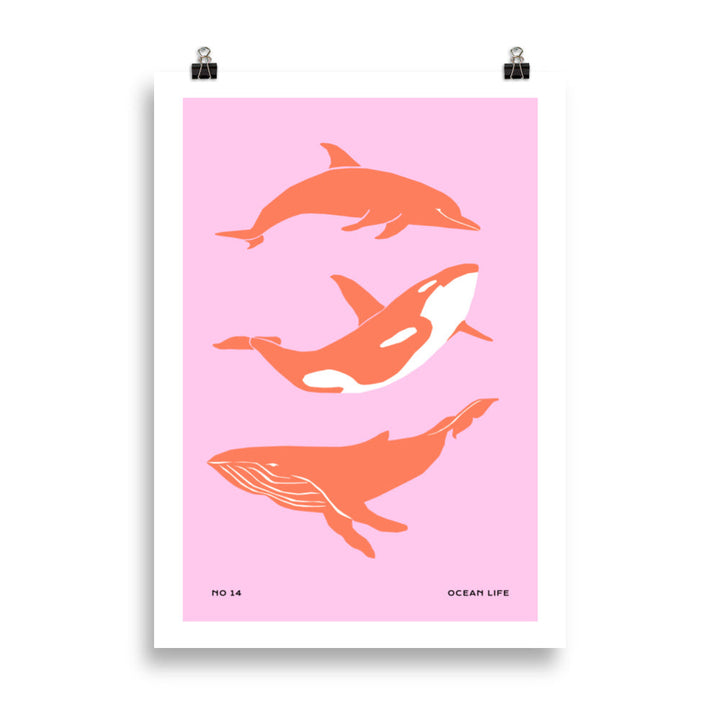 Dolphines | Bowlift