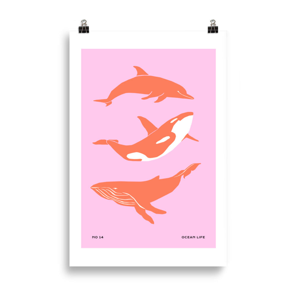 Dolphines | Bowlift