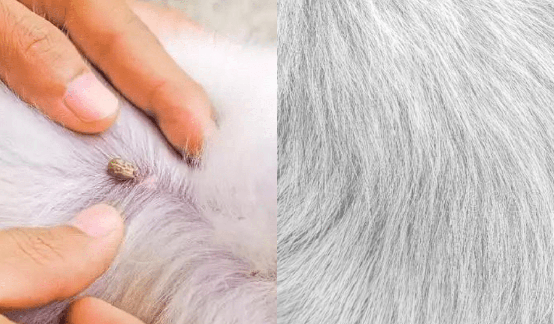 BowLift | FLASHIELD – Anti-Flea & Tick Collar for Dogs and Cats with Natural Protection