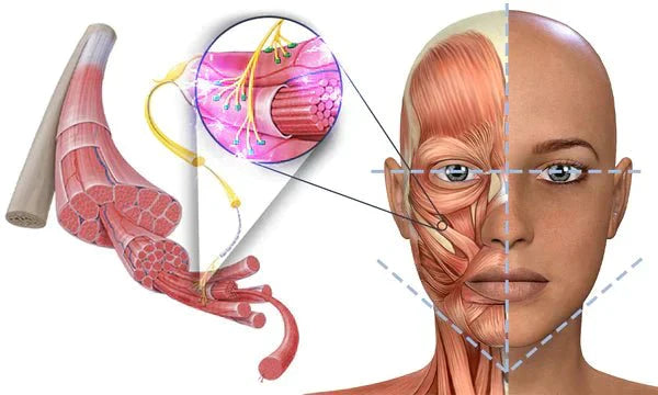 BowLift | GFOUK™ EMSculpt Sleeping V-Face Beauty Device