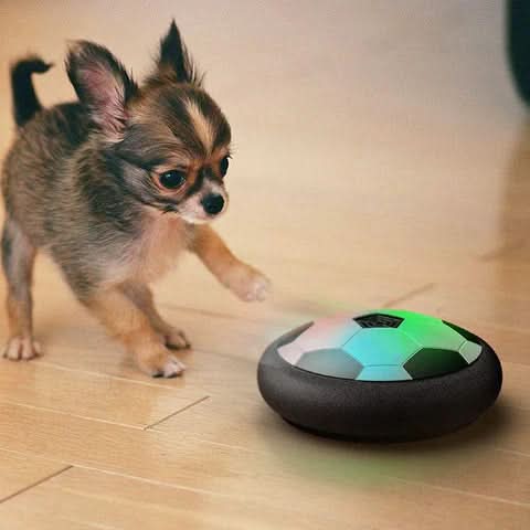 BowLift | Interactive Play Ball for Dogs with Unpredictable Movements