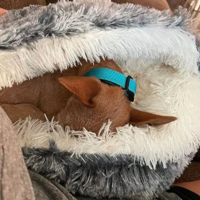 BowLift | Luxury Calming Dog Bed – Soft, Supportive & Stress-Relieving Pet Bed for Dogs