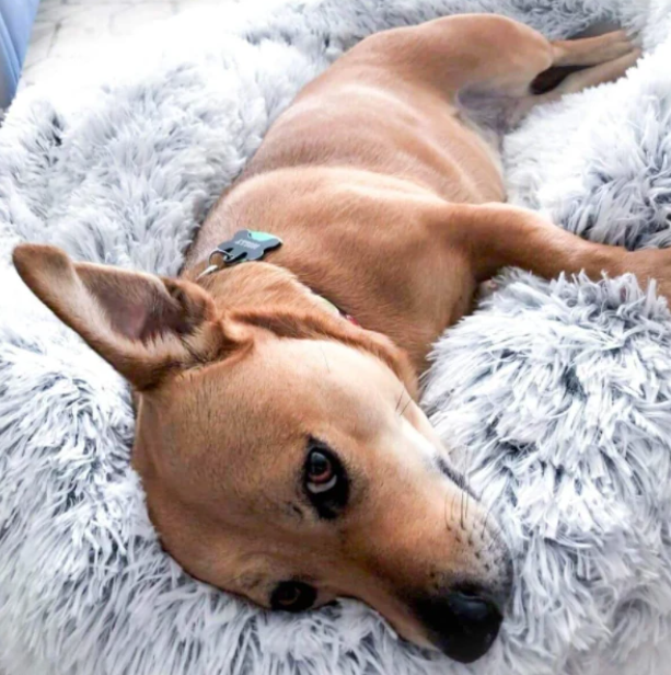 BowLift | Milowa Soft Orthopedic Pet Bed for Cats and Dogs