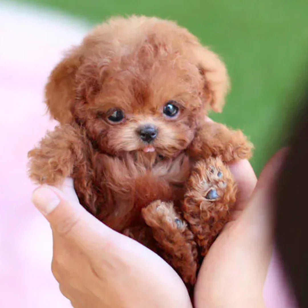 BowLift | CuddlePup Smart Robot Puppy Dog | Perfect gift for children & elderly