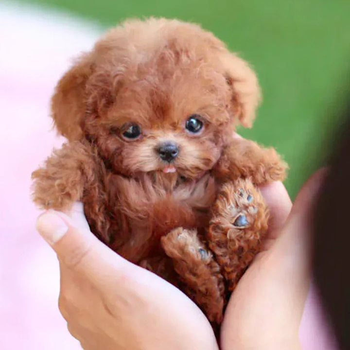 BowLift | CuddlePup Smart Robot Puppy Dog | Perfect gift for children & elderly