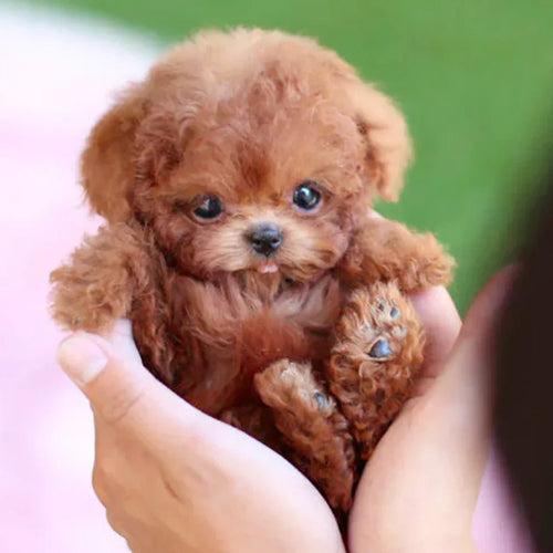 BowLift | CuddlePup Smart Robot Puppy Dog | Perfect gift for children & elderly