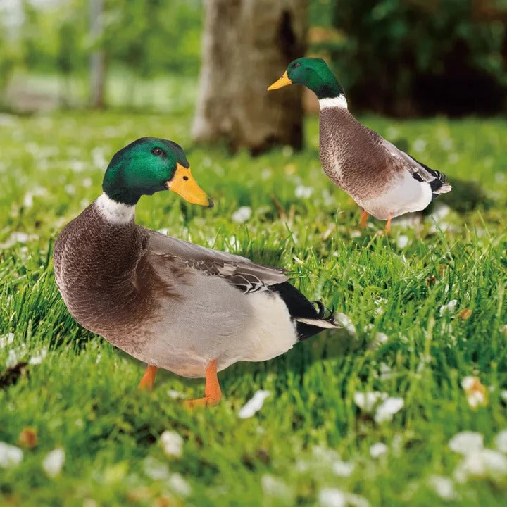 BowLift | Lifelike Duck Sculpture for Garden