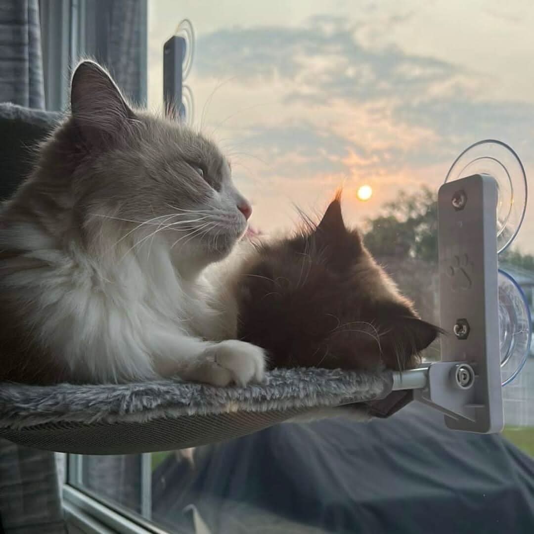 BowLift | Foldable Window Hammock for Cats with View & Comfort