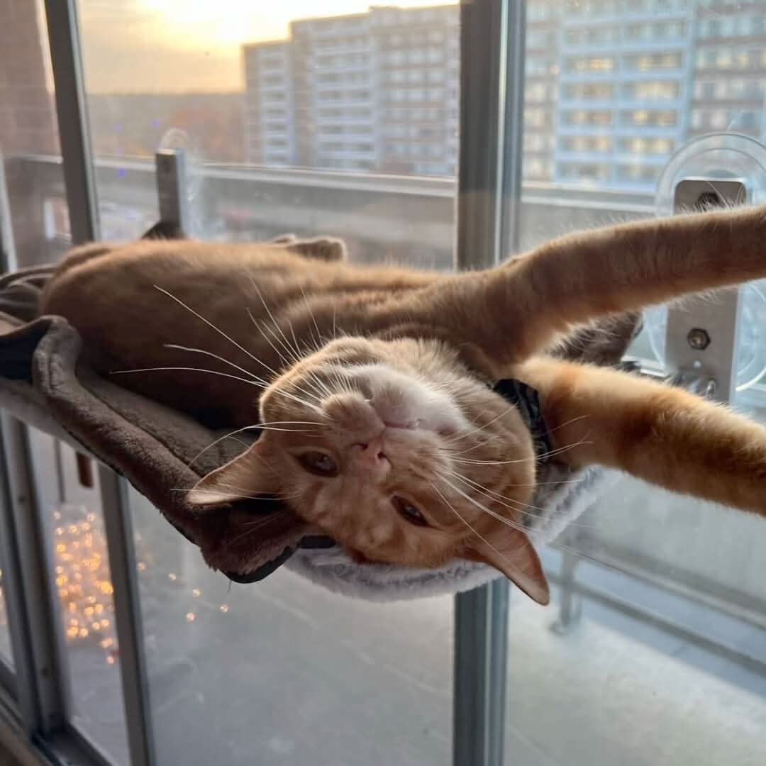 BowLift | Foldable Window Hammock for Cats with View & Comfort