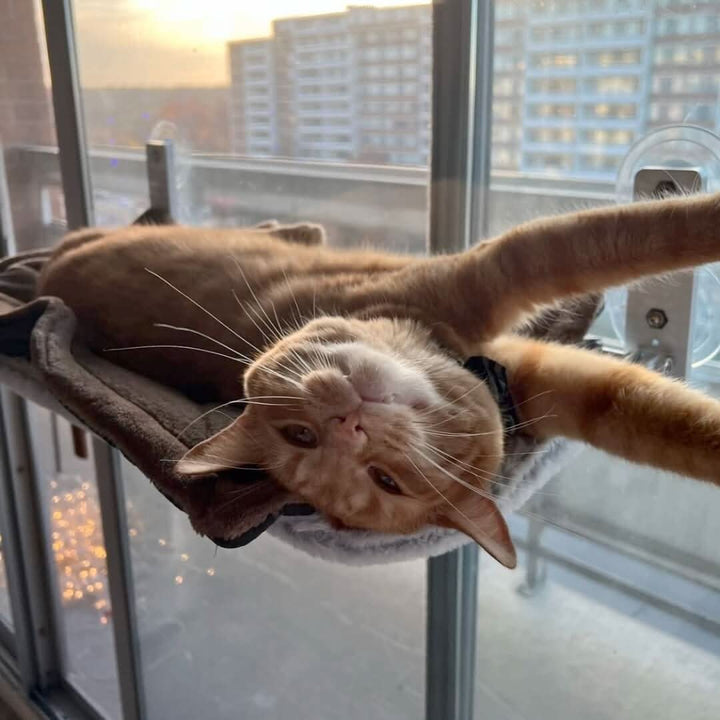 BowLift | Foldable Window Hammock for Cats with View & Comfort