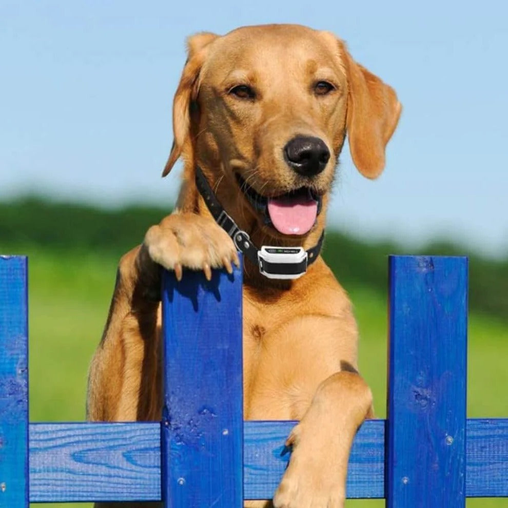 BowLift | Wireless Invisible Underground Electric Dog Training Wire Fence Set