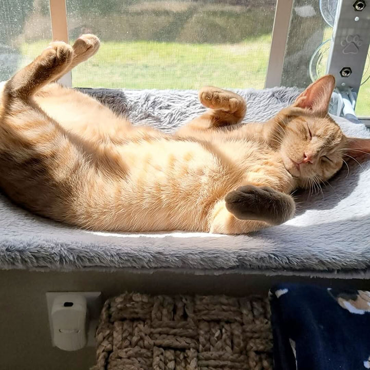 BowLift | Foldable Window Hammock for Cats with View & Comfort