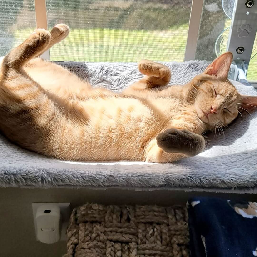 BowLift | Foldable Window Hammock for Cats with View & Comfort