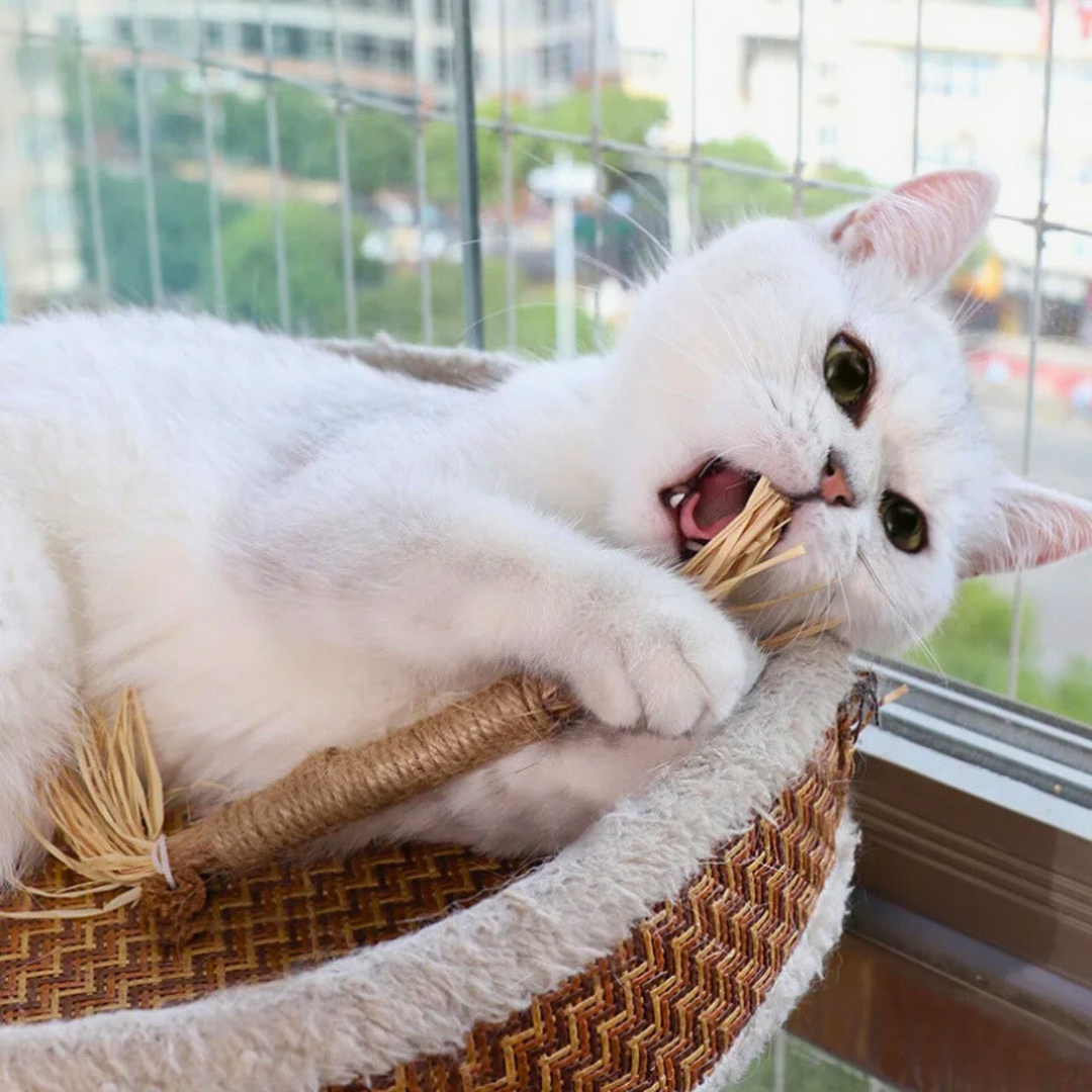 Interactive Chew Sticks for Cats - ChewPlay Bowlift