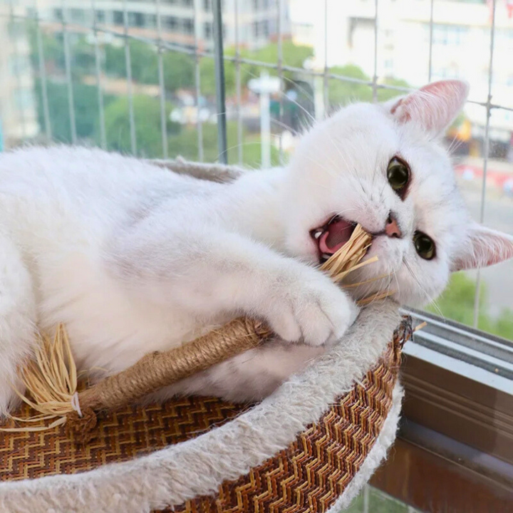 Interactive Chew Sticks for Cats - ChewPlay Bowlift