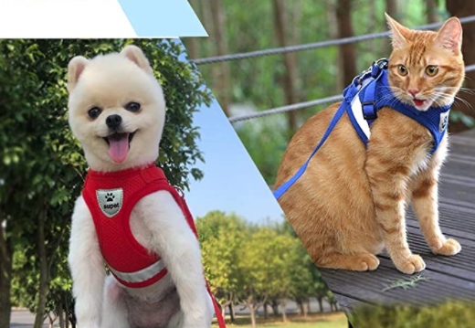 AdventureKit - Safe Harness for Adventurous Cats Bowlift