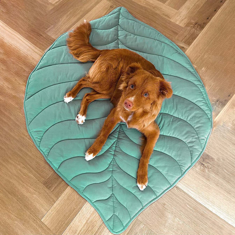BowLift | Leafnest – Leaf-Shaped Dog Blanket for Comfort & Style