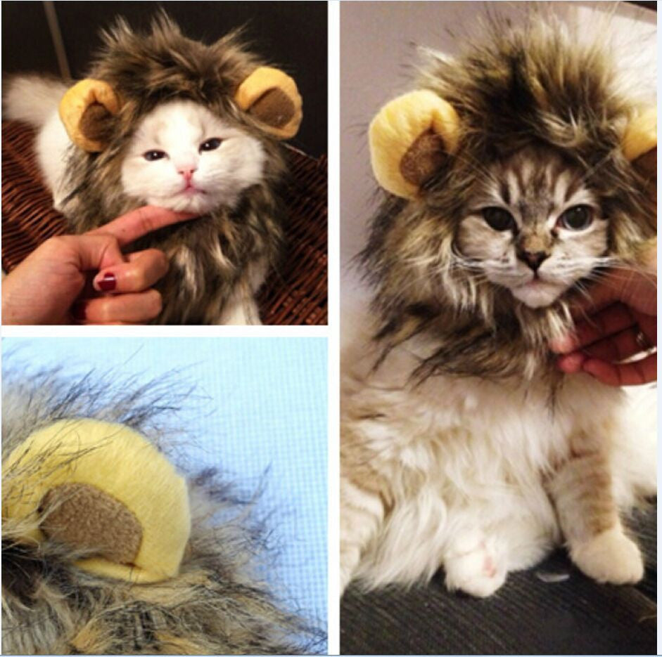Lion manes for your cat - LionPaws Bowlift