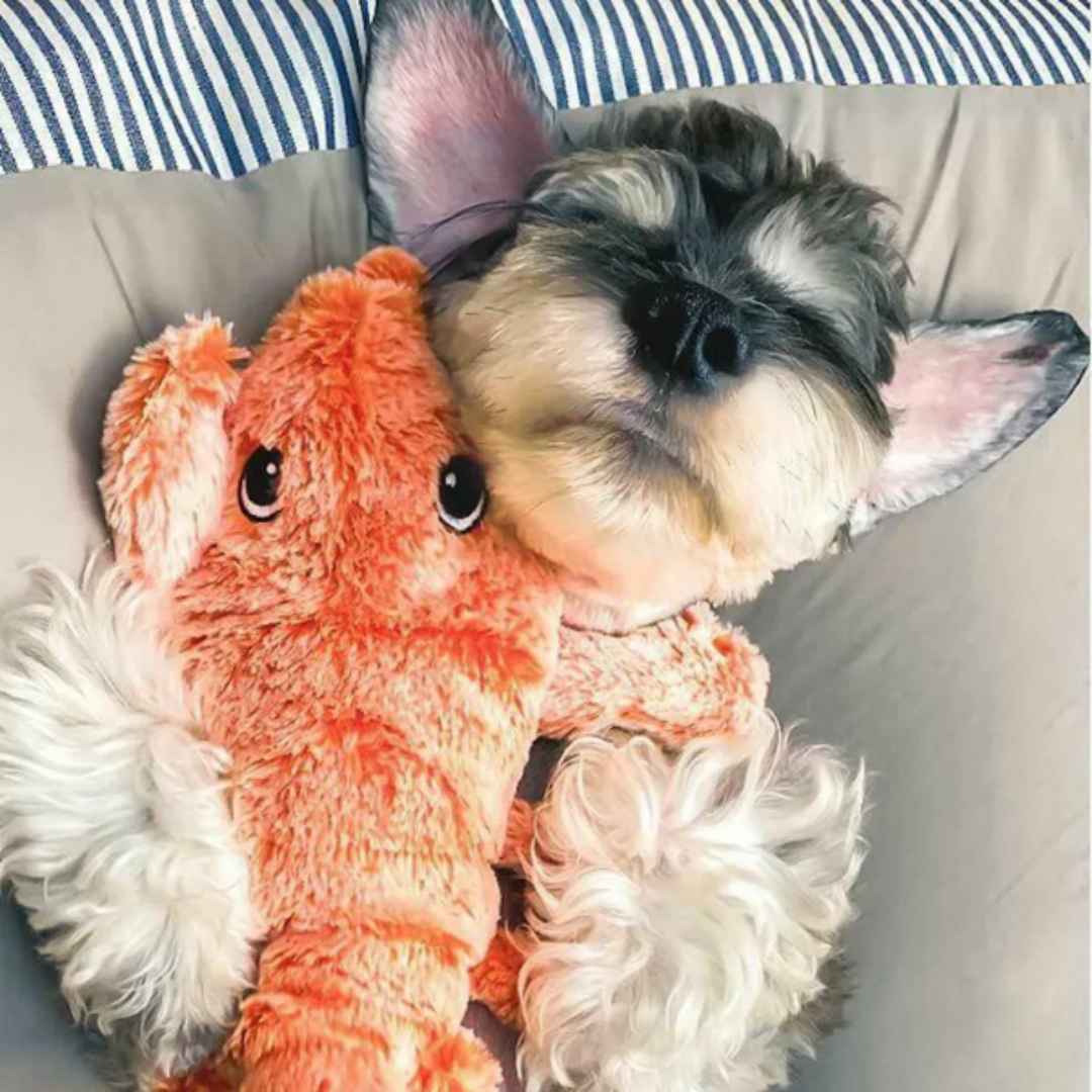 Lobster Laughs • Interactive Dog Toy - Lubster Dog Toy - BowLift