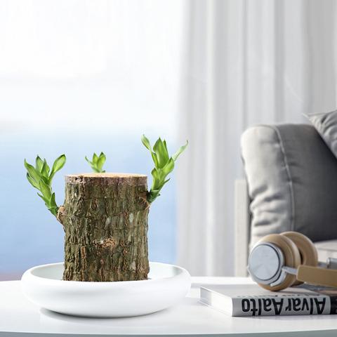 BowLift | Brazilian Lucky Wood Plant – Indoor Air-Purifying & Good Fortune Décor