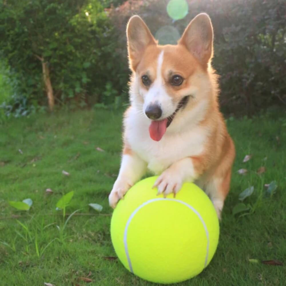 MegaFetch • Dog Tennis Ball - Dog Tennis Ball - BowLift