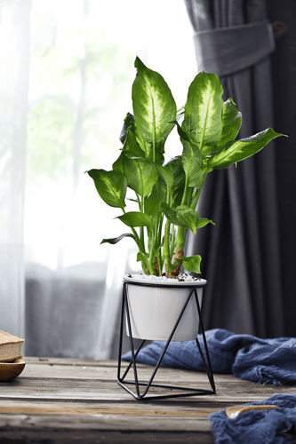 BowLift | LIVIA – Elegant flower pot for stylish decoration