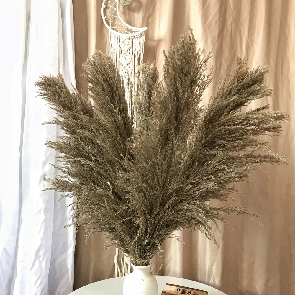 BowLift | FeatherFawn - Dried Pampas Flowers