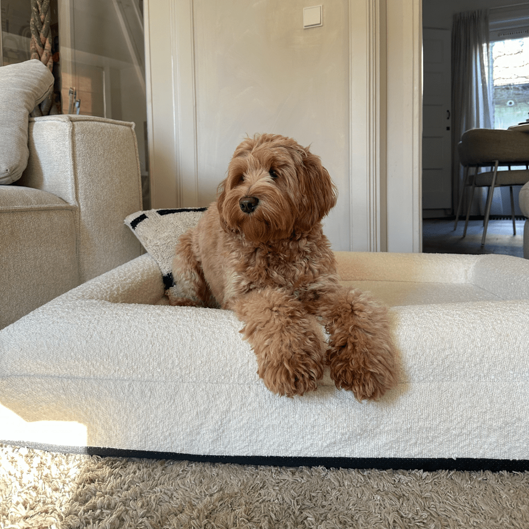 BowLift | Orthopedic Dog Cushion with Bouclé Cover – Memory Foam and Washable