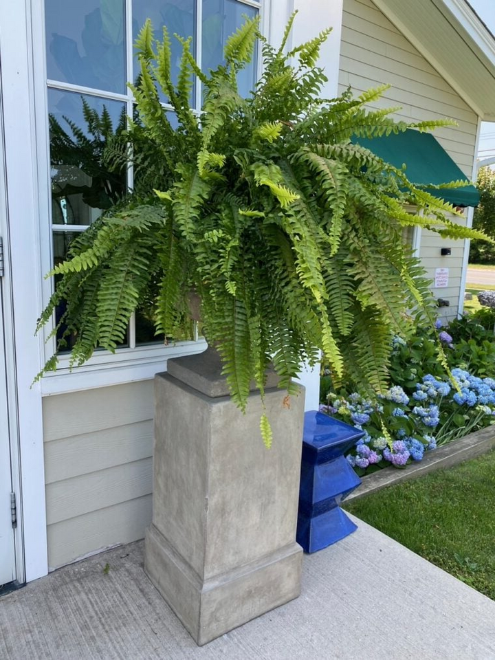 BowLift | UV Resistant Artificial Boston Fern | Lifelike, Waterproof & Maintenance-Free for Outdoor Décor
