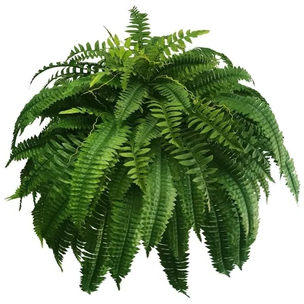 BowLift | UV Resistant Artificial Boston Fern | Lifelike, Waterproof & Maintenance-Free for Outdoor Décor