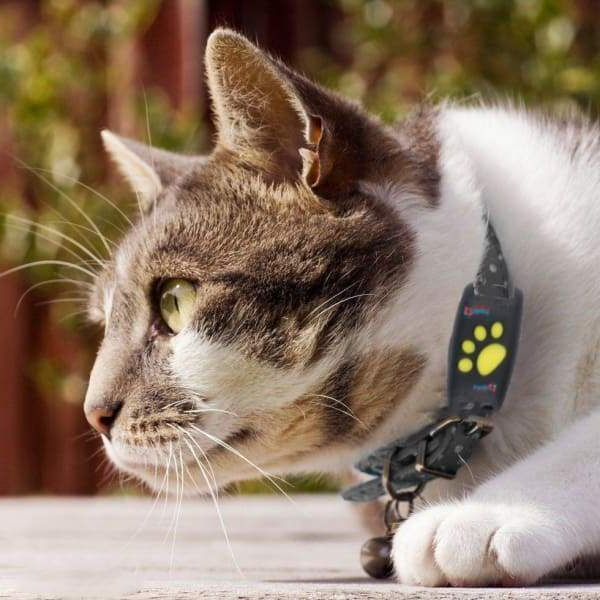 BowLift | Cat GPS Tracker for Pets Locator Device Microchip