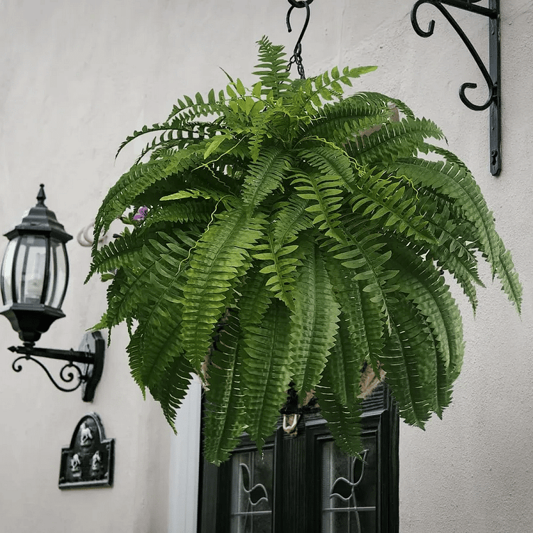 BowLift | UV Resistant Artificial Boston Fern | Lifelike, Waterproof & Maintenance-Free for Outdoor Décor