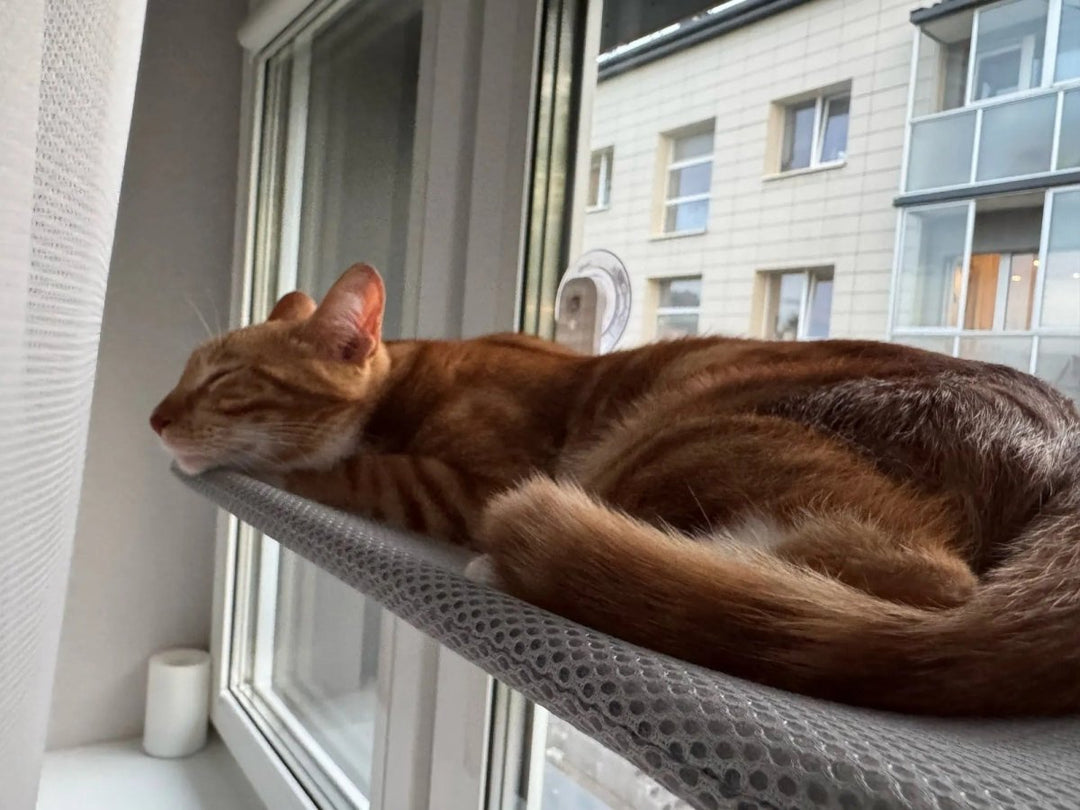 BowLift | PAWPERCH – Foldable Cat Hammock with Wall-Friendly Mount | No-Drill Window Seat