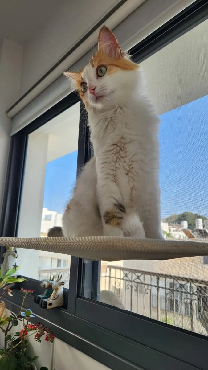 BowLift | PAWPERCH – Foldable Cat Hammock with Wall-Friendly Mount | No-Drill Window Seat