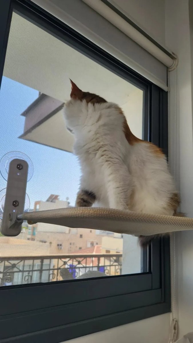 BowLift | PAWPERCH – Foldable Cat Hammock with Wall-Friendly Mount | No-Drill Window Seat
