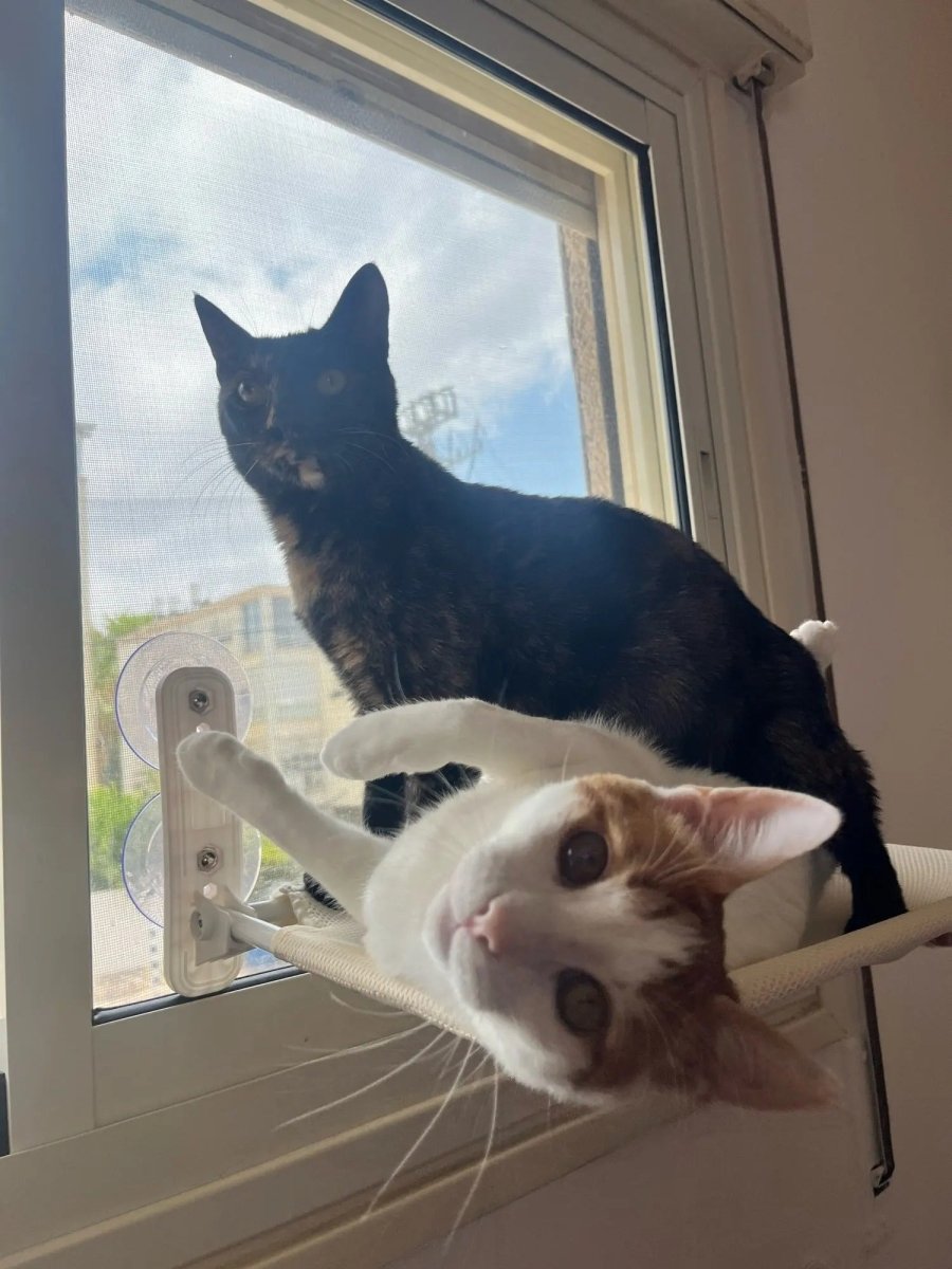BowLift | PAWPERCH – Foldable Cat Hammock with Wall-Friendly Mount | No-Drill Window Seat