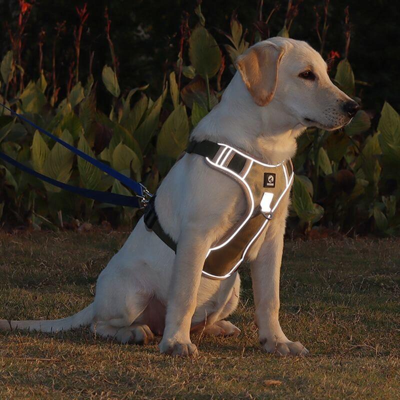 PawsControl - The Ultimate No Pull Dog Harness - No - Pull Dog Harness - BowLift